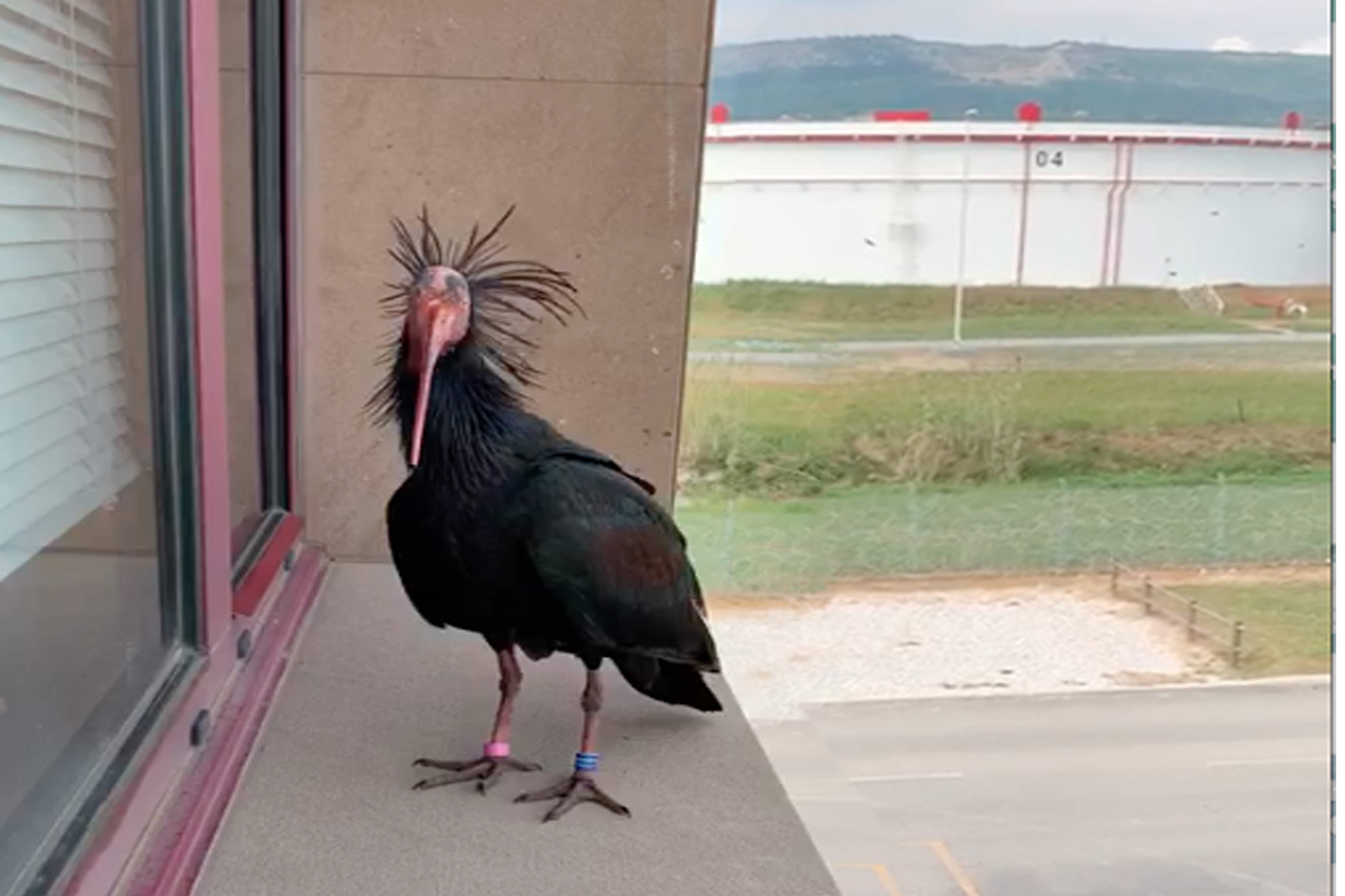 A SPECIAL GUEST AT SIOT: THE NORTHERN BALD IBIS